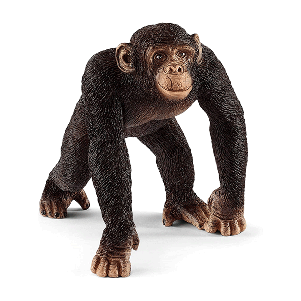 SC-Chimpanzee