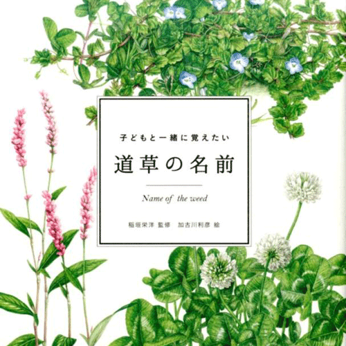 kodomoto-book-Michikusa