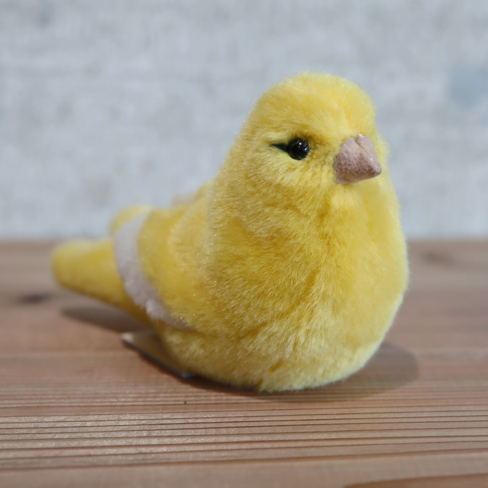 koesen-canary