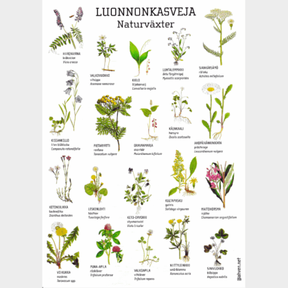 A4LUONNONKASVEJA