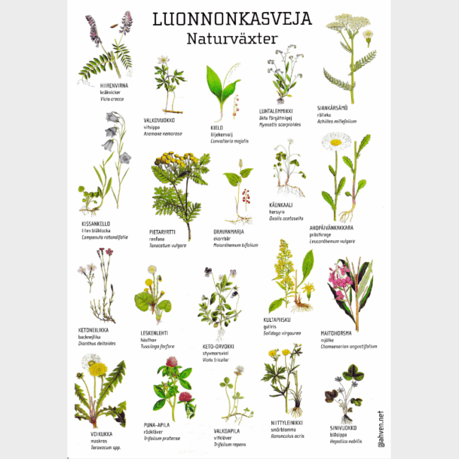A4LUONNONKASVEJA