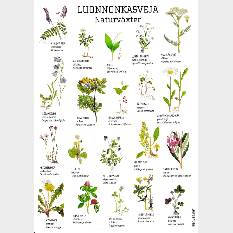 A4LUONNONKASVEJA