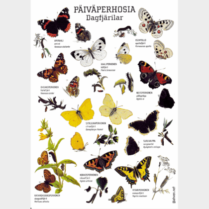  A4PAIVAPERHOSIA