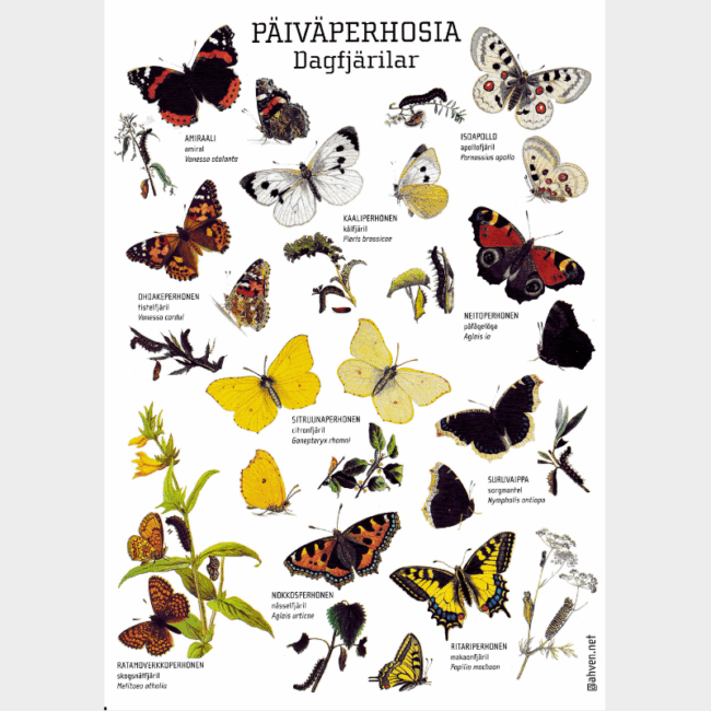  A4PAIVAPERHOSIA