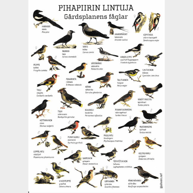 A4PIHAPIIRIN