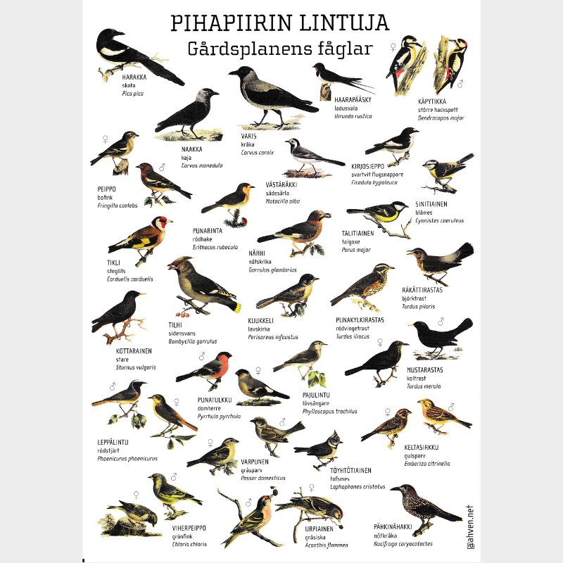 A4PIHAPIIRIN
